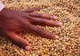 Ghana farming
