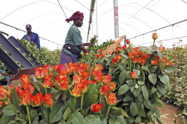 Kenya’s Blooming Flower Industry