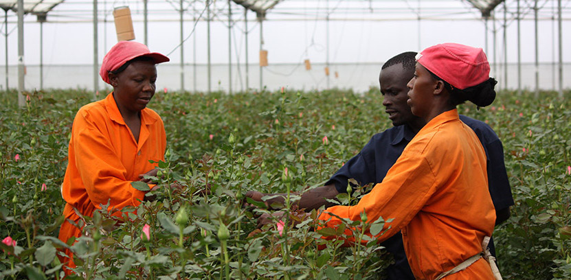 Kenya Flower Exports