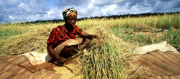 Africa food market
