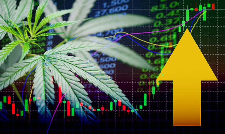 Cannabis farming Africa