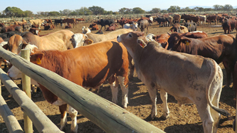 meat exports kenya