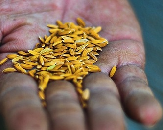 Rice imports export to Africa